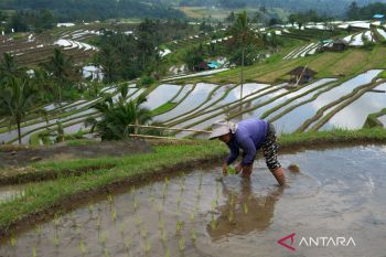 Bupati Tabanan: Cuaca ekstrem terjadi karena masuk Sasih Kaulu