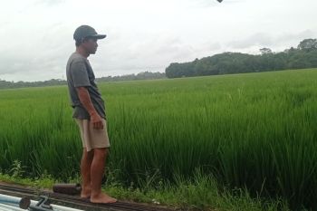 Petani Lebak antisipasi banjir dan hama seiring musim hujan