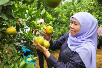 Khofifah tegaskan Jatim sebagai provinsi produsen jeruk terbesar nasional
