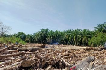 Kemenhut libatkan pakar kayu selidiki DAS Sumut