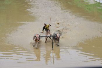 Karapan kerbau gerakkan ekonomi warga di Sumbawa Barat
