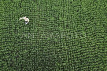 Pupuk bersubsidi berada di titik uji