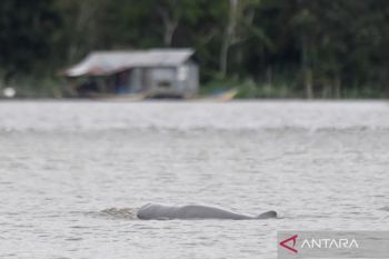 Indonesia names new conservation villages to protect Mahakam dolphins