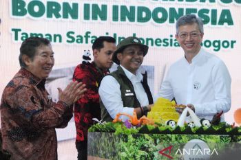 Indonesia toreh sejarah kelahiran panda raksasa di luar China