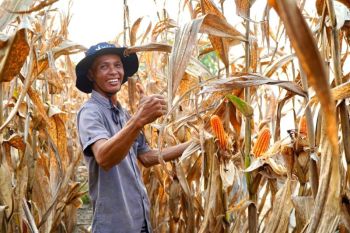 Bapanas menegaskan stok jagung Indonesia aman tanpa harus impor