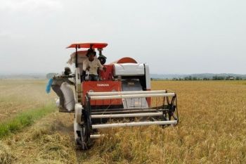 Kabupaten Lebak surplus beras 261.211 ton, cukup untuk 20 bulan
