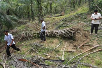 Warga Aceh Jaya terpaksa ronda cegah gajah liar dekati permukiman