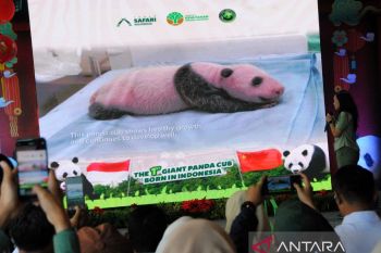 Pengumuman kelahiran anak Giant Panda pertama di Indonesia di TSI Bogor