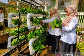 Dinas Pertanian dan Pangan Solok kembangkan pertanian hidroponik