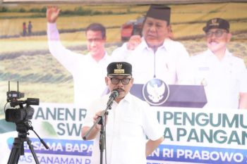 Sulbar surplus beras 70 ribu ton