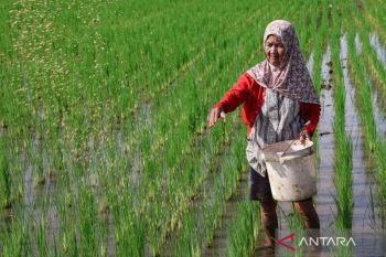 Produksi padi Sulsel 2025 naik signifikan