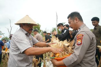 Panen jagung serentak 2026, Bengkulu tegaskan ketahanan pangan