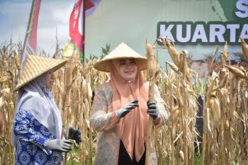 Wagub NTB serukan perlindungan lahan pertanian dari ekspansi pemukiman
