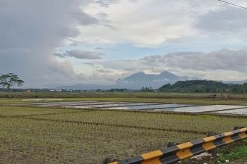 Lampung targetkan indeks pertanaman dapat meningkat 2,3 kali tanam