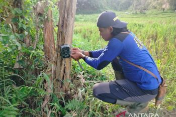 BKSDA Sumbar tangani 24 konflik satwa di Agam selama 2025