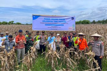 Dukung ketahan pangan, PT Vale bersama kelompok tani panen jagung di Tondowolio Kolaka