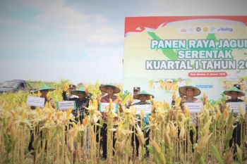 Pemkot Madiun uji coba tanam jagung varietas multi tongkol