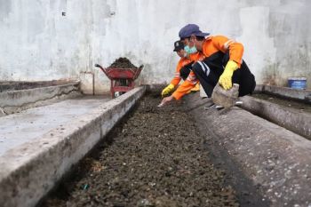 Budi daya maggot di ITF Jatiuwung sukses olah 15 ton sampah sehari