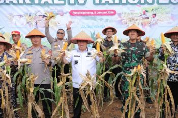 Gubernur - Kapolda Babel panen raya jagung hibrida