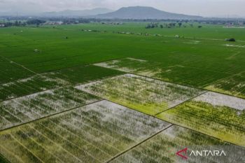 Tanah masam hambatan tersembunyi produktivitas dan pendapatan petani