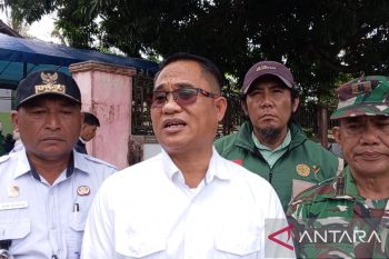 Sebanyak 1,5 juta bibit kakao untuk petani