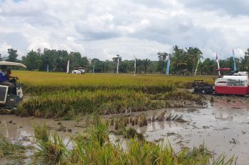 Kabupaten Banyuasin jadi penghasil beras nomor satu nasional, produksi satu juta ton