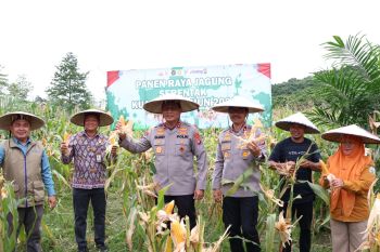 Polda Kaltara Panen Raya Jagung Mendukung Ketahanan Pangan Nasional