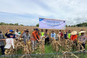 Petani binaan PT Vale di Kolaka panen jagung pakan dukung ketahanan pangan