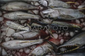 KKP pastikan ekspor ikan RI tembus pasar global lewat sertifikat mutu