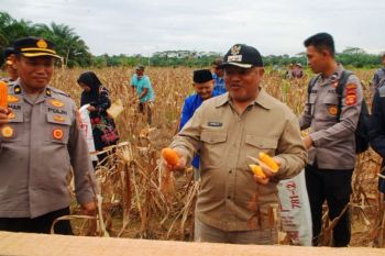 Pemkab Berau gandeng lintas sektor dongkrak produksi jagung