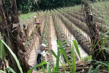 Petani sayuran dataran rendah di Lebak penuhi permintaan SPPG