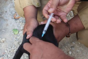 Banten bebas rabies 14 tahun lewat surveilans dan vaksinasi