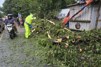 Pohon besar tumbang di Perintis Kemerdekaan Makassar sebabkan macet panjang