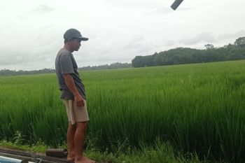 Pemkab Lebak tetapkan 28.100 ha lahan pertanian pangan berkelanjutan