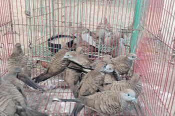 BBKSDA NTT menggagalkan masuknya puluhan burung ilegal ke Maumere