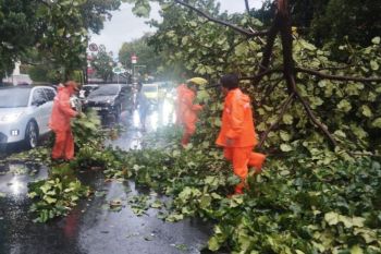 Hujan deras, ada pohon tumbang di Kemang Raya dan Pakubowono Jaksel