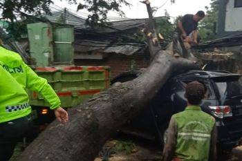 Pohon tumbang timpa satu mobil di Tangerang sudah dievakuasi