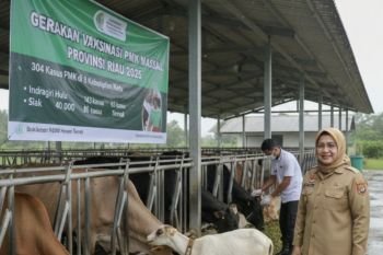 Tercatat ada 304 kasus PMK pada hewan di Riau sepanjang 2025, Inhu terbanyak