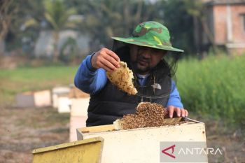 Album Asia: Menengok kesibukan peternak lebah di Bangladesh