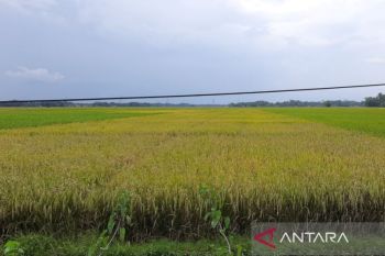 Cilacap pastikan alokasi pupuk subsidi 2026 cukupi kebutuhan petani