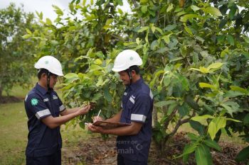 PT Timah tanam 1,4 juta pohon hijaukan bekas tambang di Babel