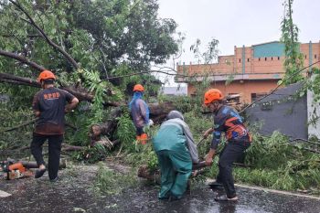 Waspada, puluhan pohon tumbang di Maros akibat cuaca ekstrem