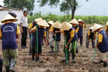 Penanaman jagung Lapas Kelas I Surabaya untuk ketahanan pangan