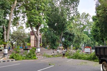 Angin kencang tumbangkan pohon asam di Abian Tubuh Mataram