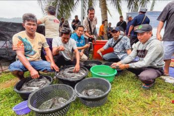Panen perdana budidaya ikan air tawar di Desa Pelapis tumbuhkan harapan baru
