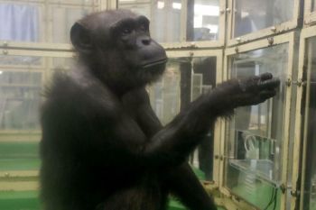 Simpanse mampu kenali huruf di Jepang mati di usia 49 tahun