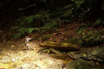 Penelitian identifikasi beragam satwa langka di Wehea-Kelay Kaltim