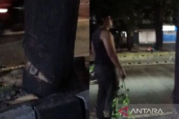 DKI terjunkan timsus selidiki penebangan pohon ilegal di Jaksel