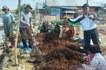 Budidaya rumput laut di Dompu terkendala bibit dan alih fungsi lahan