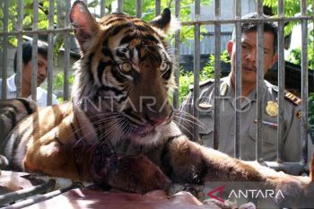 Warga Nagan Raya meninggal dunia dimangsa Harimau